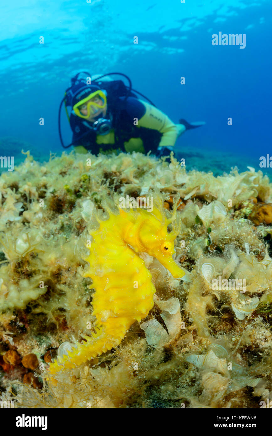 Long-snouted Seahorse, Hippocampus guttulatus and scuba diver, Island Brac, Dalmatia, Adriatic Sea, Mediterranean Sea, Croatia Stock Photo