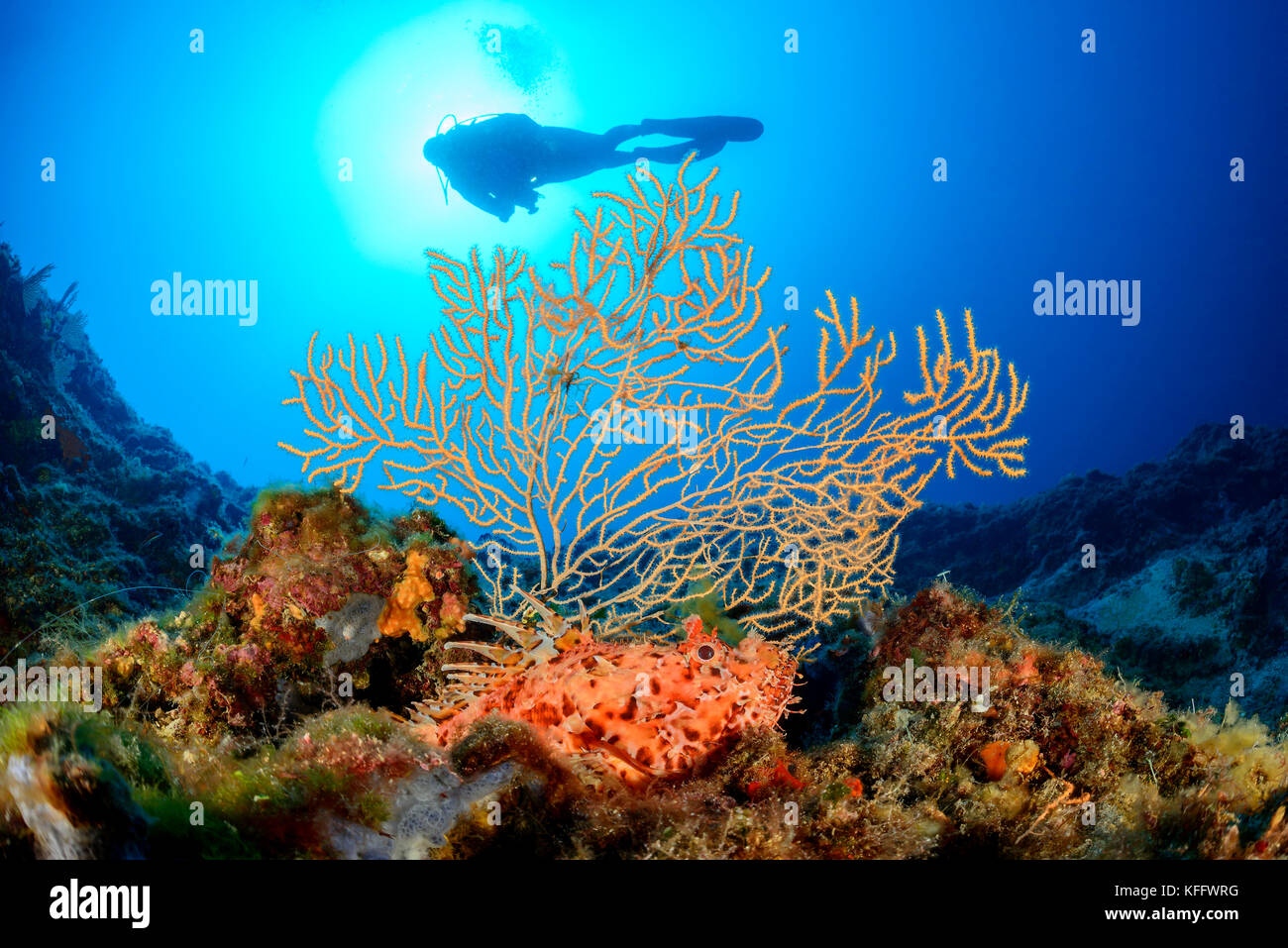 Yellow Gorgonian and Red scorpionfish, Eunicella cavolini, Scorpaena scrofa, Coralreef and scuba diver, Adriatic Sea, Kornati Islands, Croatia Stock Photo