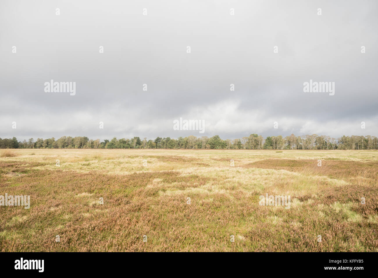 Beautiful moor landscape in the lueneburger heide Stock Photo