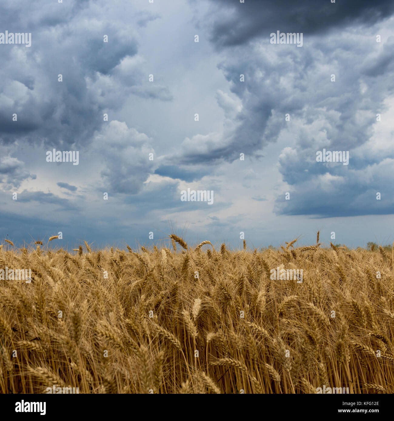 Storm clouds over wheat field Stock Photo - Alamy