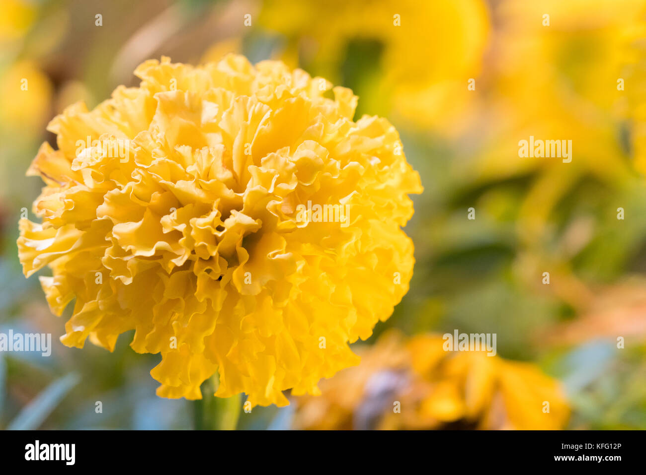 Real Marigold flowers Full bloom the flower look bright beautiful Stock