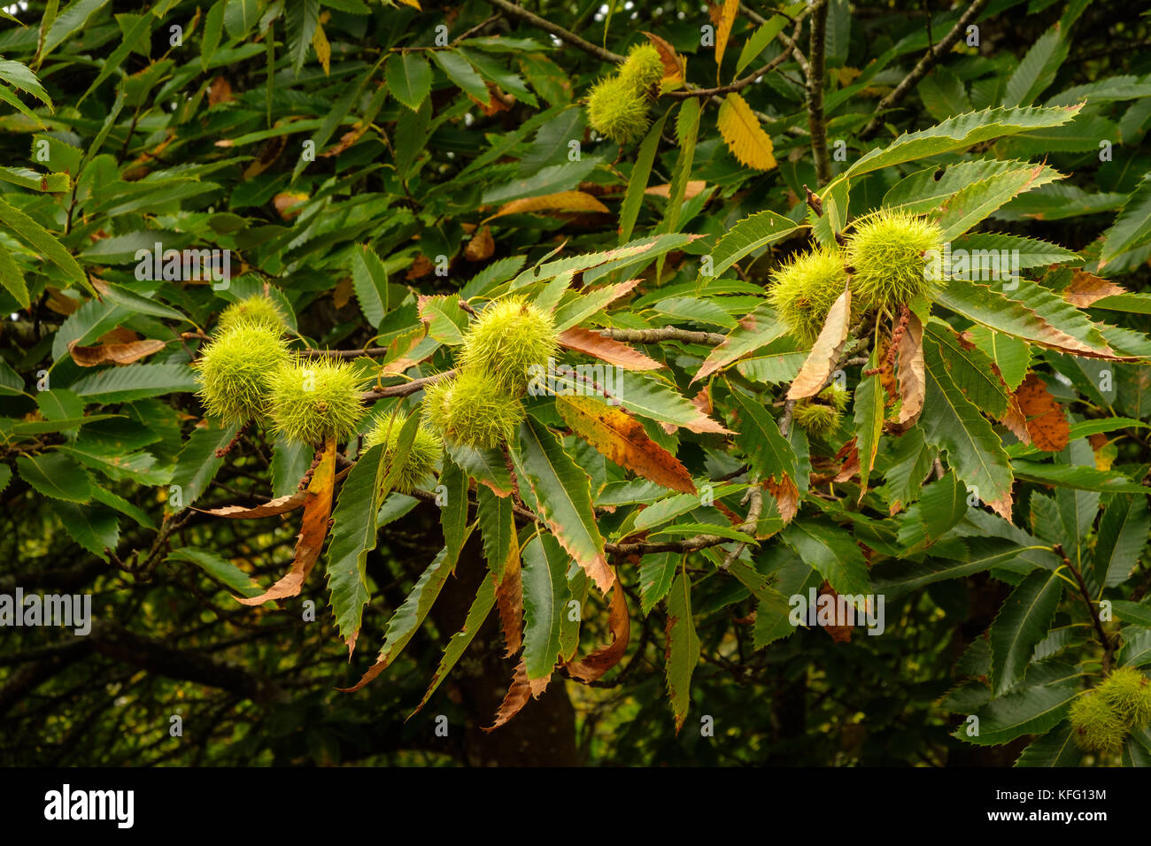 Sweet Chestnuts are the Edible seeds, of the Sweet Chestnut Tree Castanea sativa Stock Photo Alamy