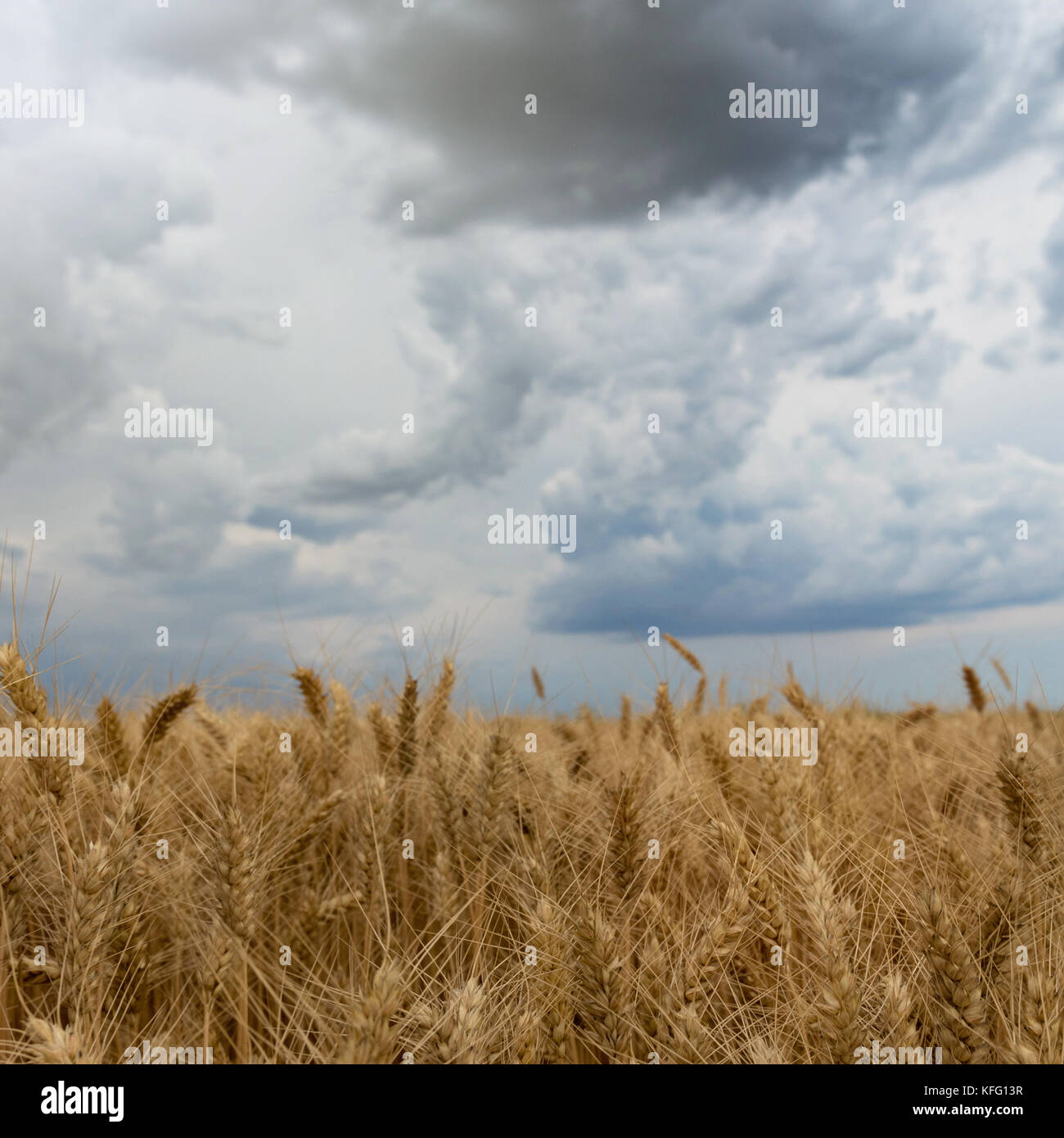 Storm clouds over wheat field Stock Photo - Alamy