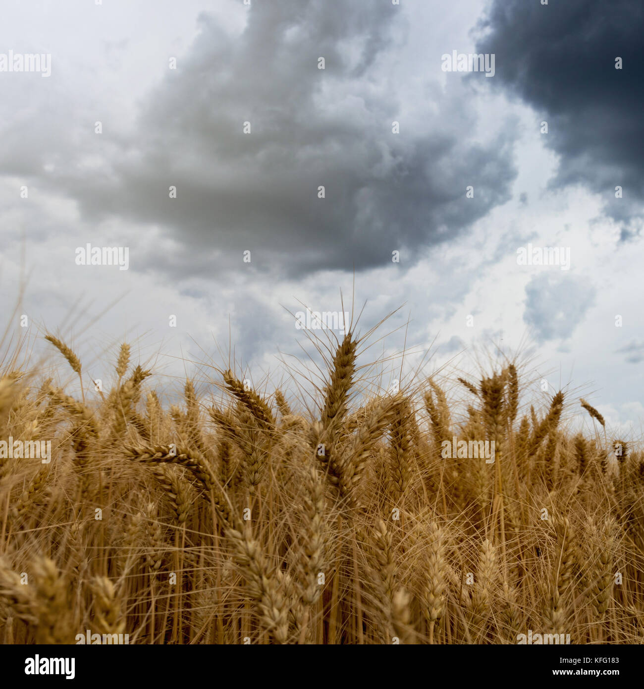 Summer wheat field and Storm clouds Stock Photo - Alamy