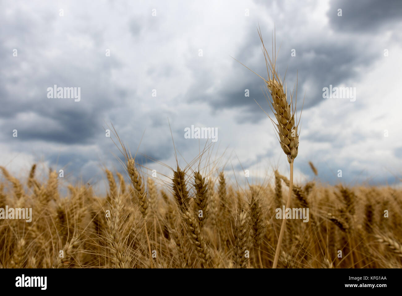 Storm clouds over wheat field Stock Photo - Alamy