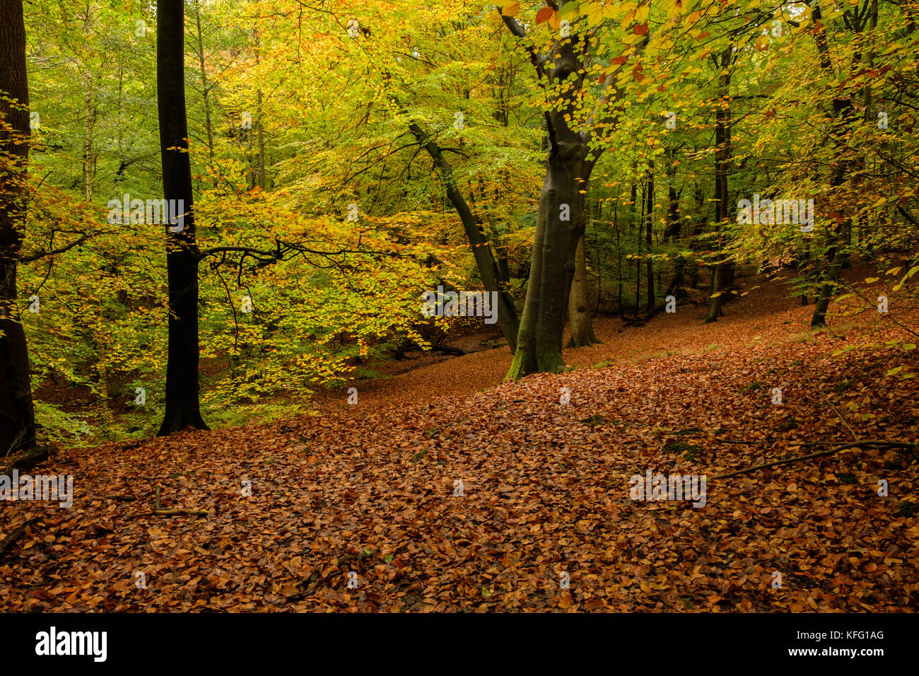 Autumn at Burnham Beeches Stock Photo - Alamy