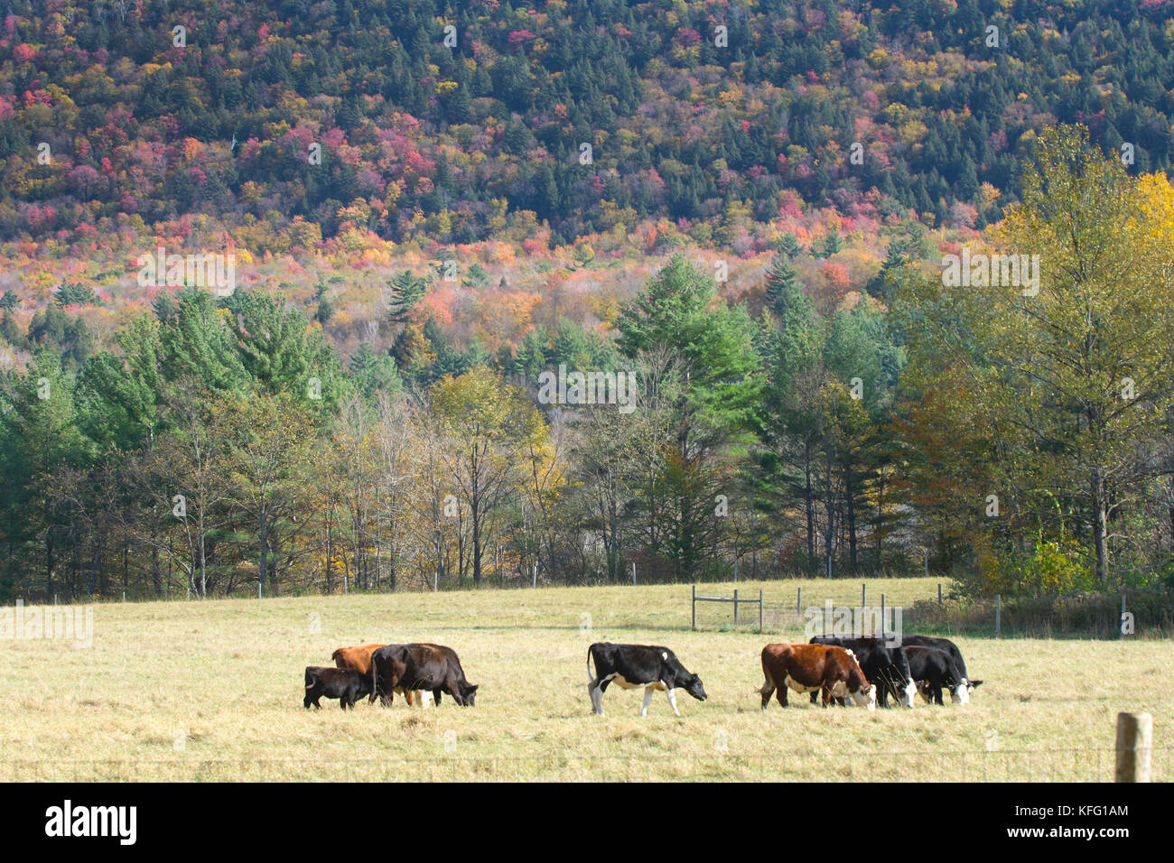 Cattle grazing in a Vermont pasture in the fall. Stock Photo