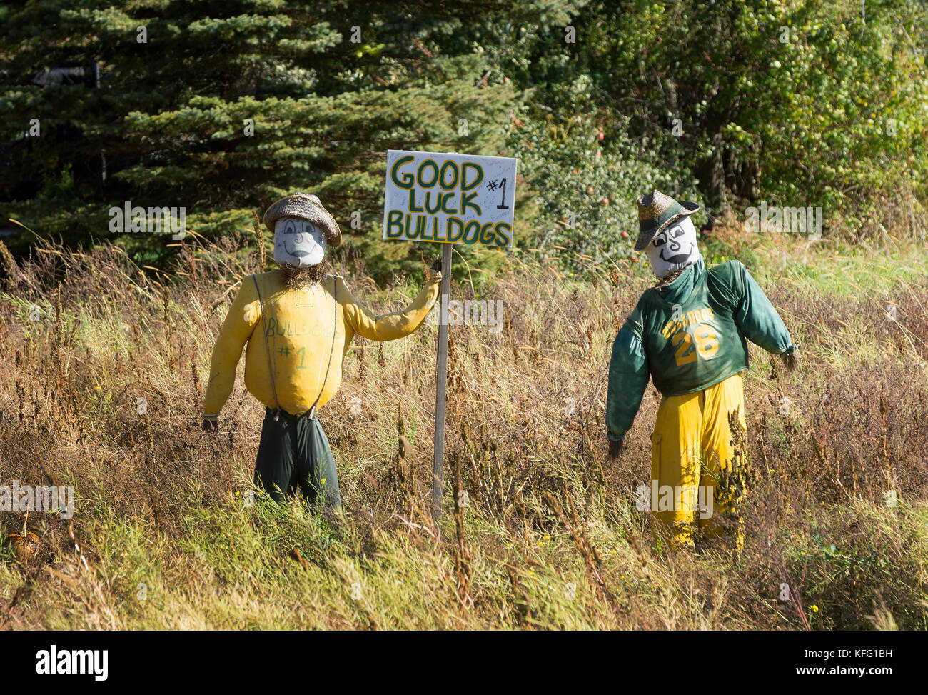A pair or scarecrows on a farm near Manchester, Vermont seem to be cheering for the local team Stock Photo
