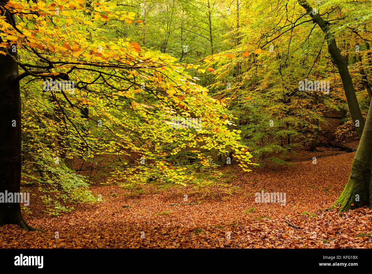 Autumn at Burnham Beeches Stock Photo - Alamy