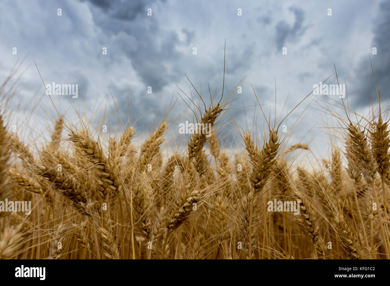 Summer wheat field and Storm clouds Stock Photo - Alamy