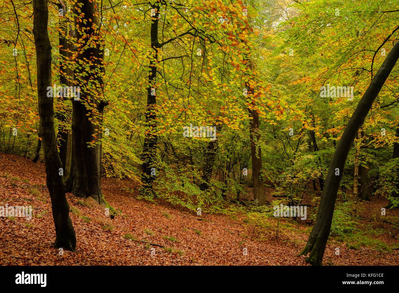 Autumn at Burnham Beeches Stock Photo - Alamy