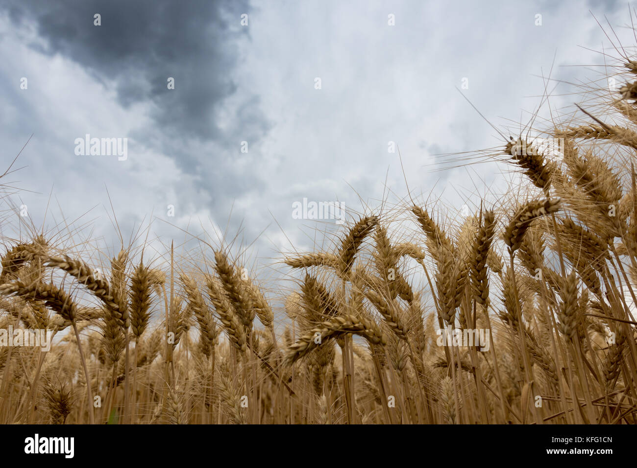 Storm clouds over wheat field Stock Photo - Alamy