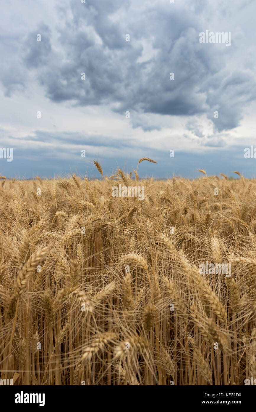Summer wheat field and Storm clouds Stock Photo - Alamy