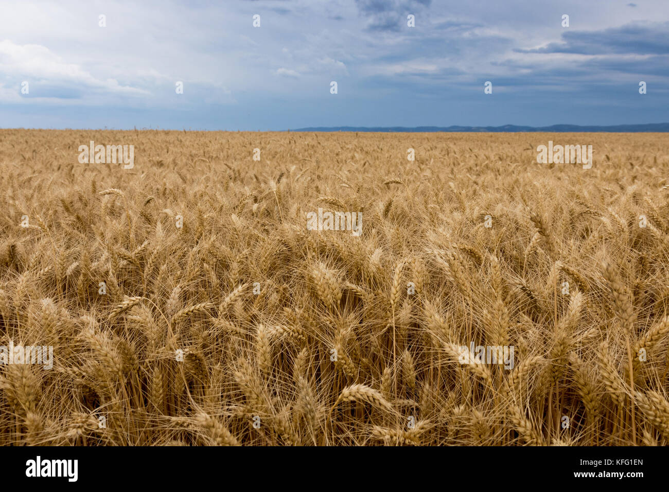 Summer wheat field and Storm clouds Stock Photo - Alamy