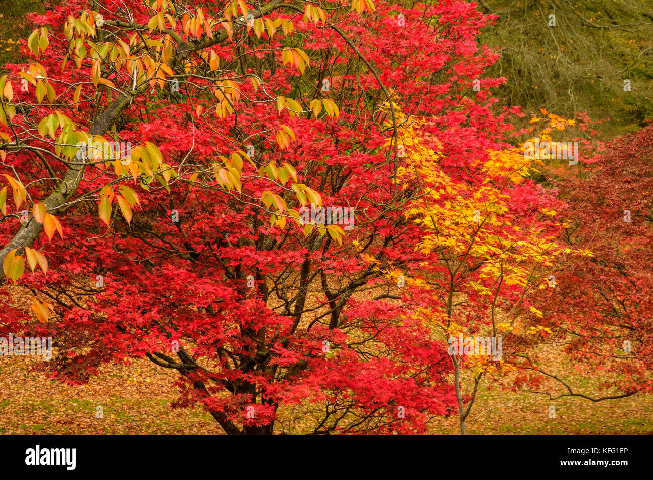 Colourful Acers during Autumn at The Valley Gardens Stock Photo