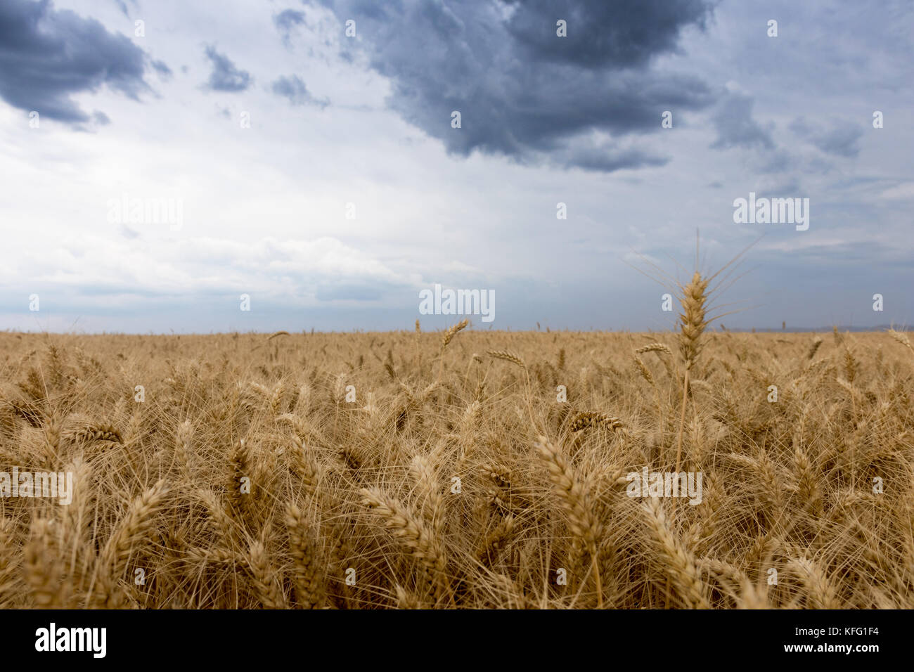 Summer wheat field and Storm clouds Stock Photo - Alamy