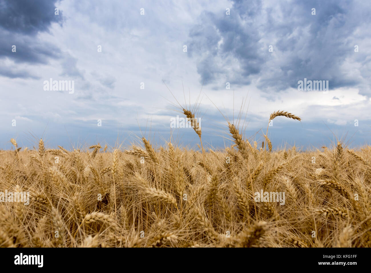Summer wheat field and Storm clouds Stock Photo - Alamy