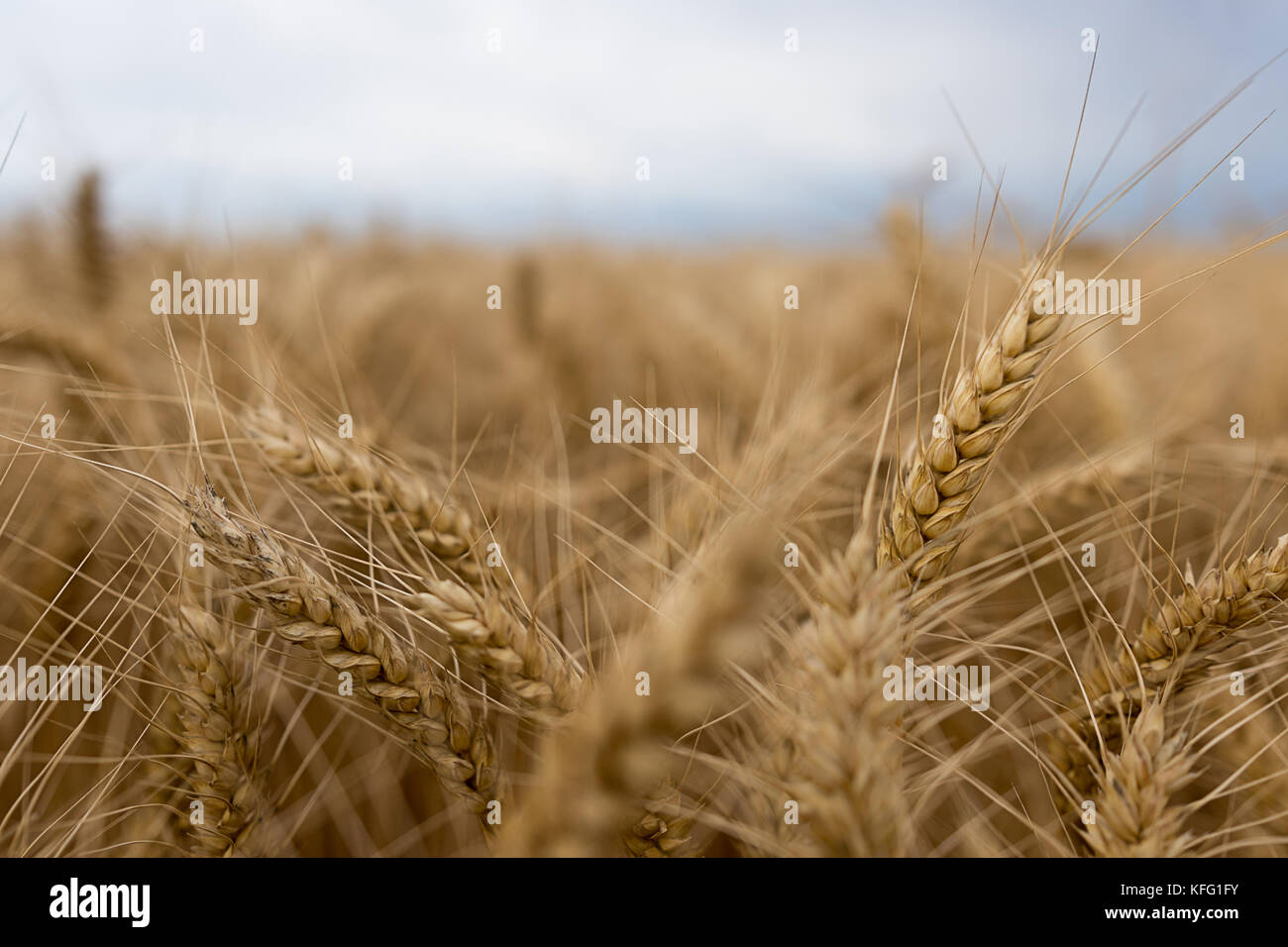 Summer wheat field and Storm clouds Stock Photo - Alamy