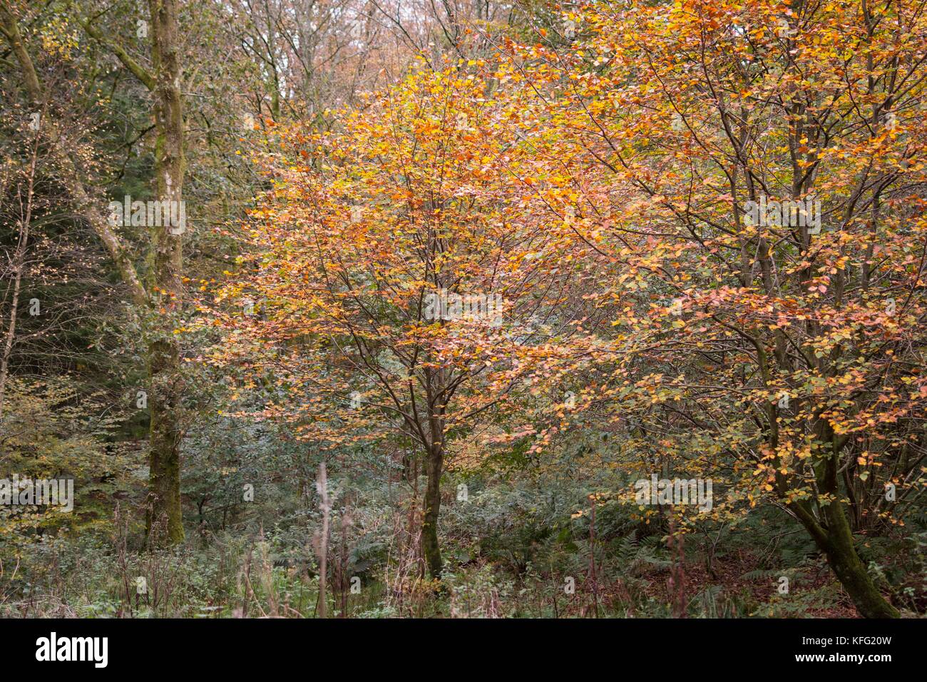 A forest woodland scene where the trees have orange and brown leaves in the Autumn season. Stock Photo