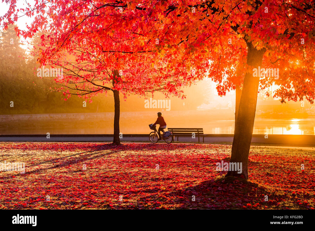 Cyclist at sunrise with Fall colour, Stanley Park seawall, Vancouver, British Columbia, Canada. Stock Photo