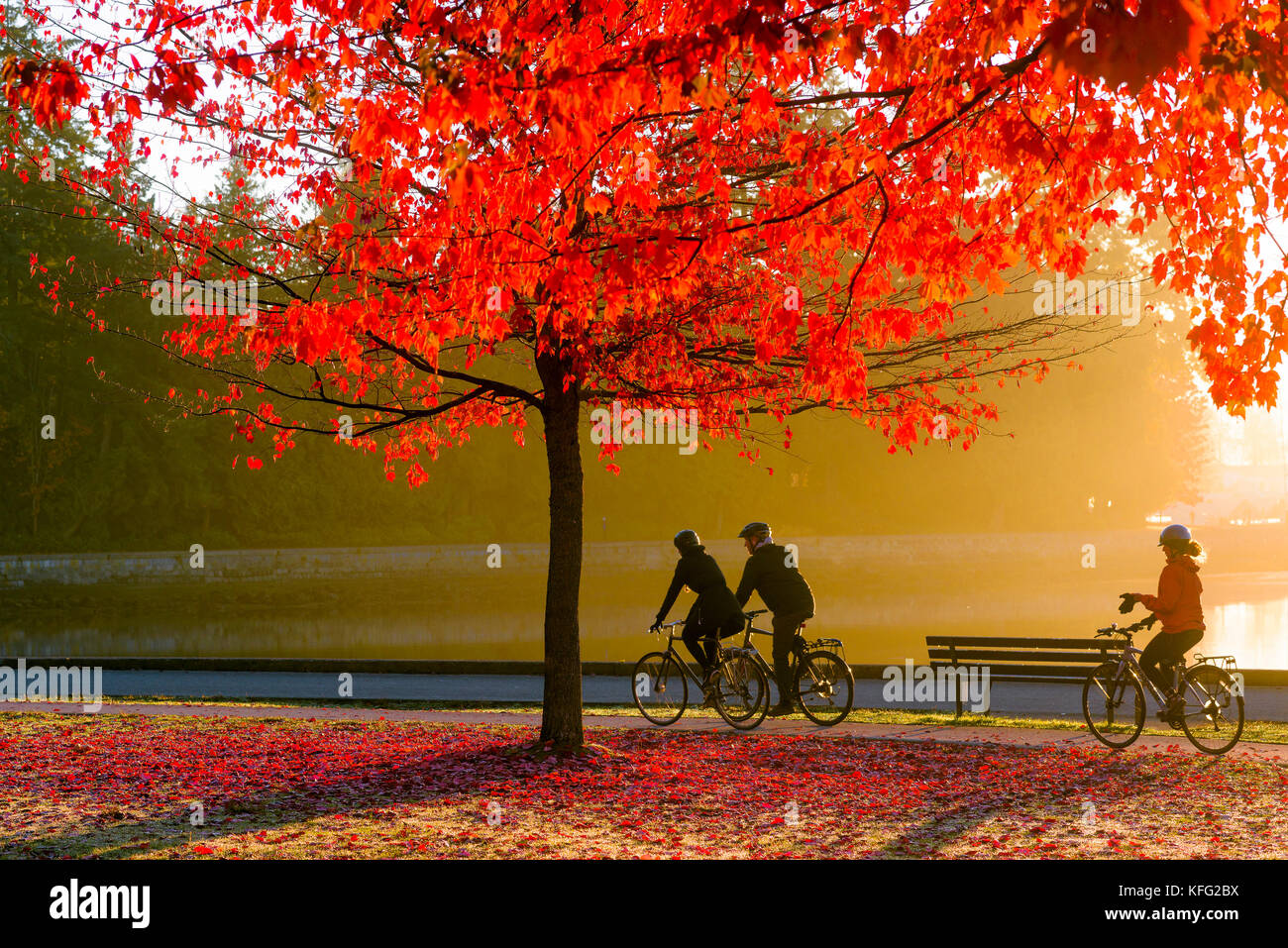 Cyclists at sunrise with Fall colour, Stanley Park seawall, Vancouver, British Columbia, Canada. Stock Photo