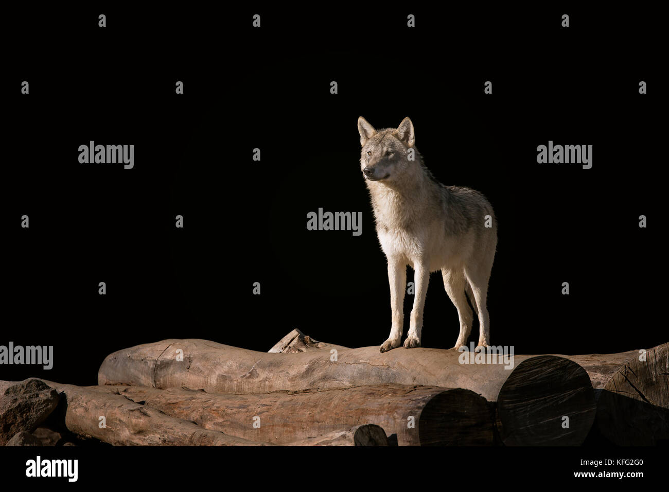 Wolf on the woods on a black background. Stock Photo