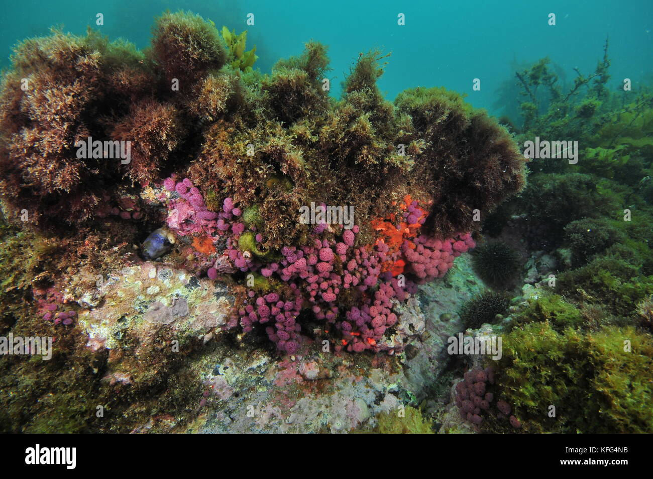 Purple compound tunicates on small overhang of rocky reef covered with various seaweeds. Stock Photo