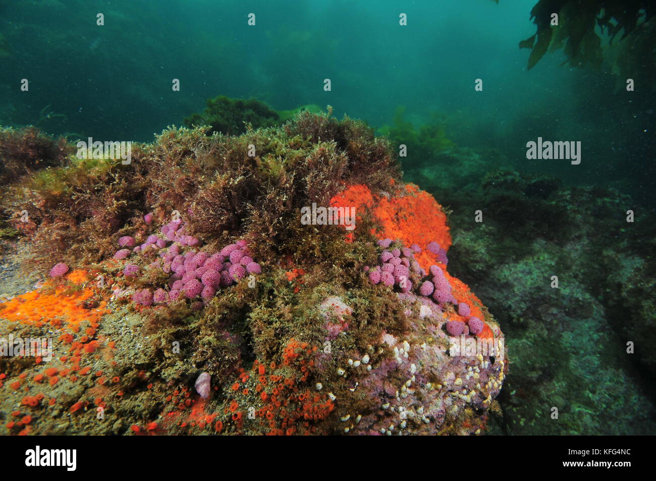 Rock covered with purple compound tunicates and red encrusting sponges in shade of overhang. Stock Photo