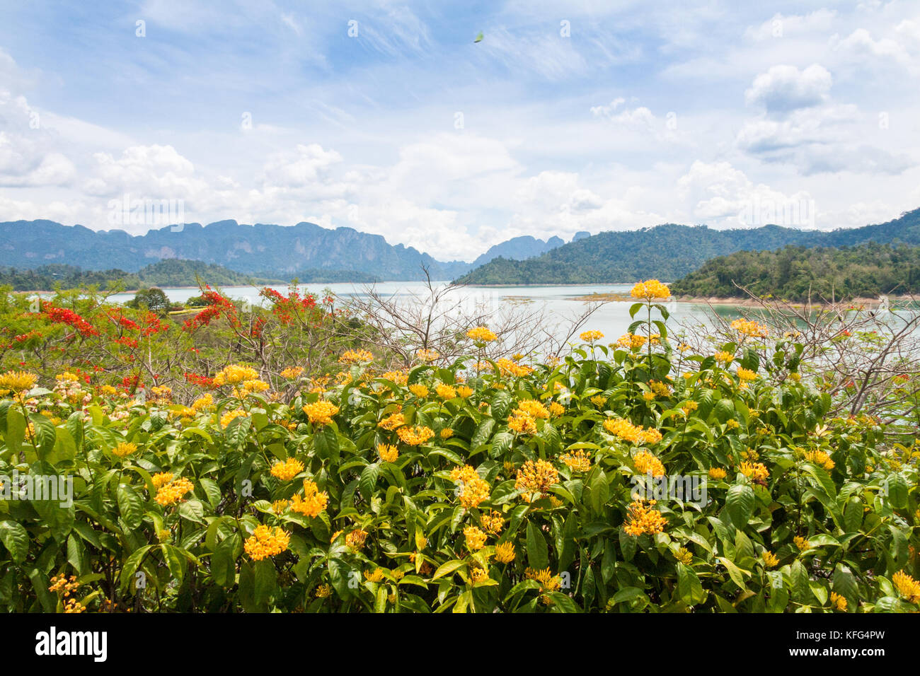Yellow flowers and view over Ratchaprapha Dam, Khao Sok, Surat Thani, Thailand Stock Photo