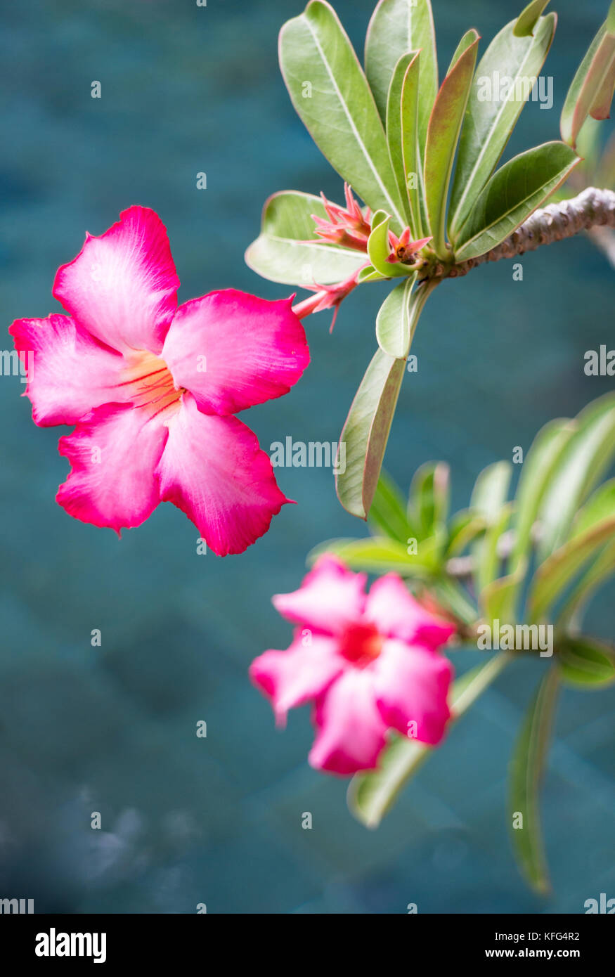 Apocynaceae 'Adenium obesum' Also known by the names 'Sabi Star, Kudu, Mock Azalea, Impala Lily & Desert-rose Stock Photo