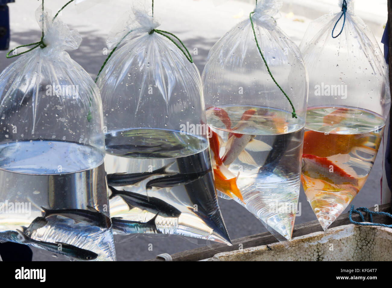 Fish in plastic bags for sale on market, Kuta, Bali, Indonesia Stock Photo