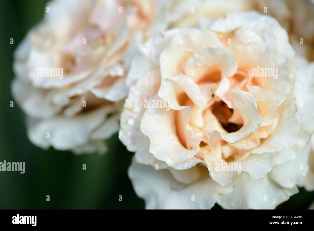Flower rose sunlight hi-res stock photography and images - Alamy