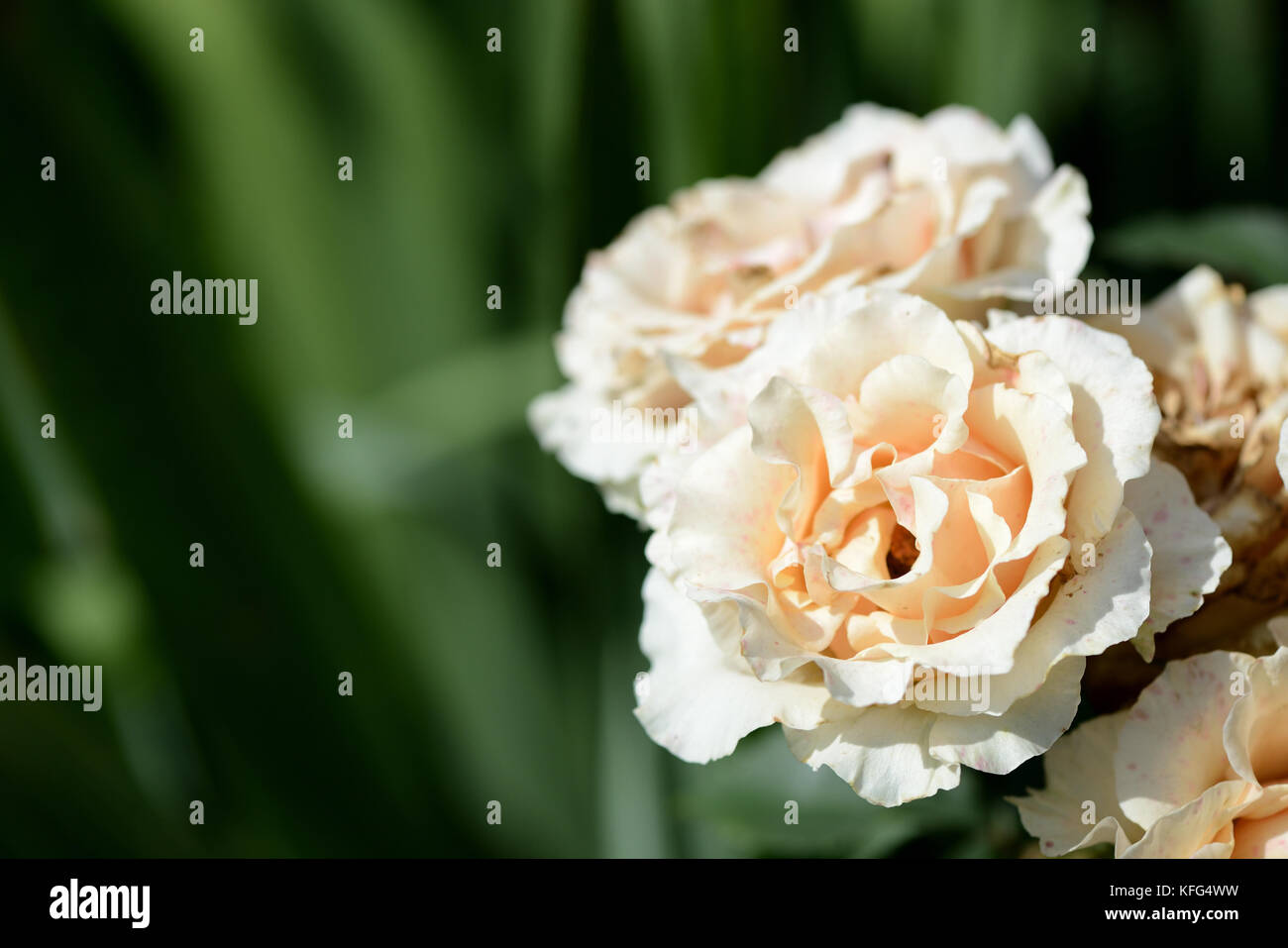 Flower rose sunlight hi-res stock photography and images - Alamy