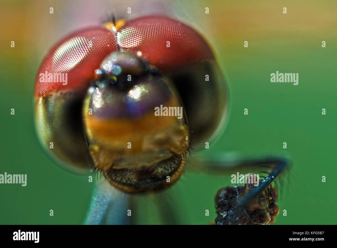 Trithemis Annulata or Violet Dropwing dragonfly shot in macro Stock Photo