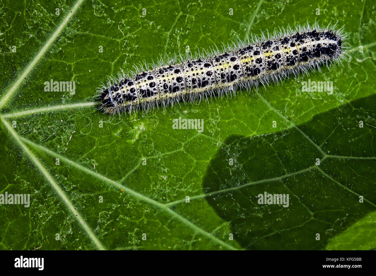Caterpillars are the larval form of the Lepidoptera order Stock Photo Alamy