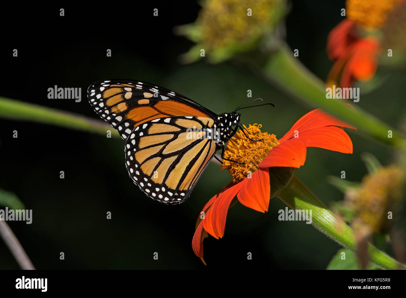 Monarch butterfly on Tithonia diversifolia or Mexican sunflower Stock