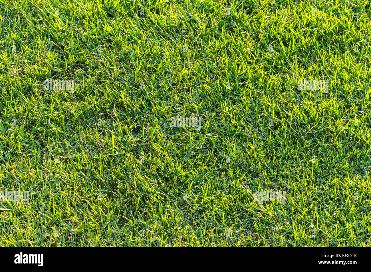 natural green grass background. green grass field photo background