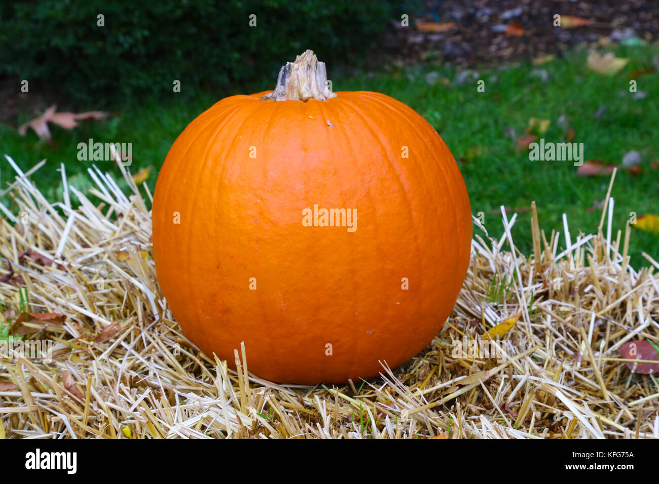 Pumpkin sitting on hay Stock Photo Alamy