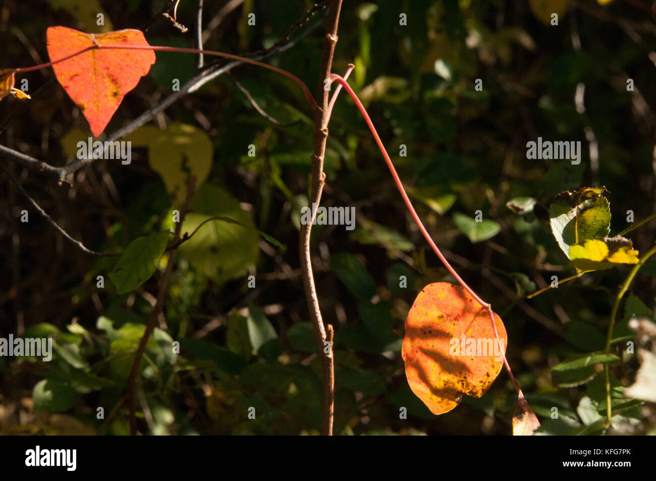 Varying shapes of autumn leaves hi-res stock photography and images - Alamy