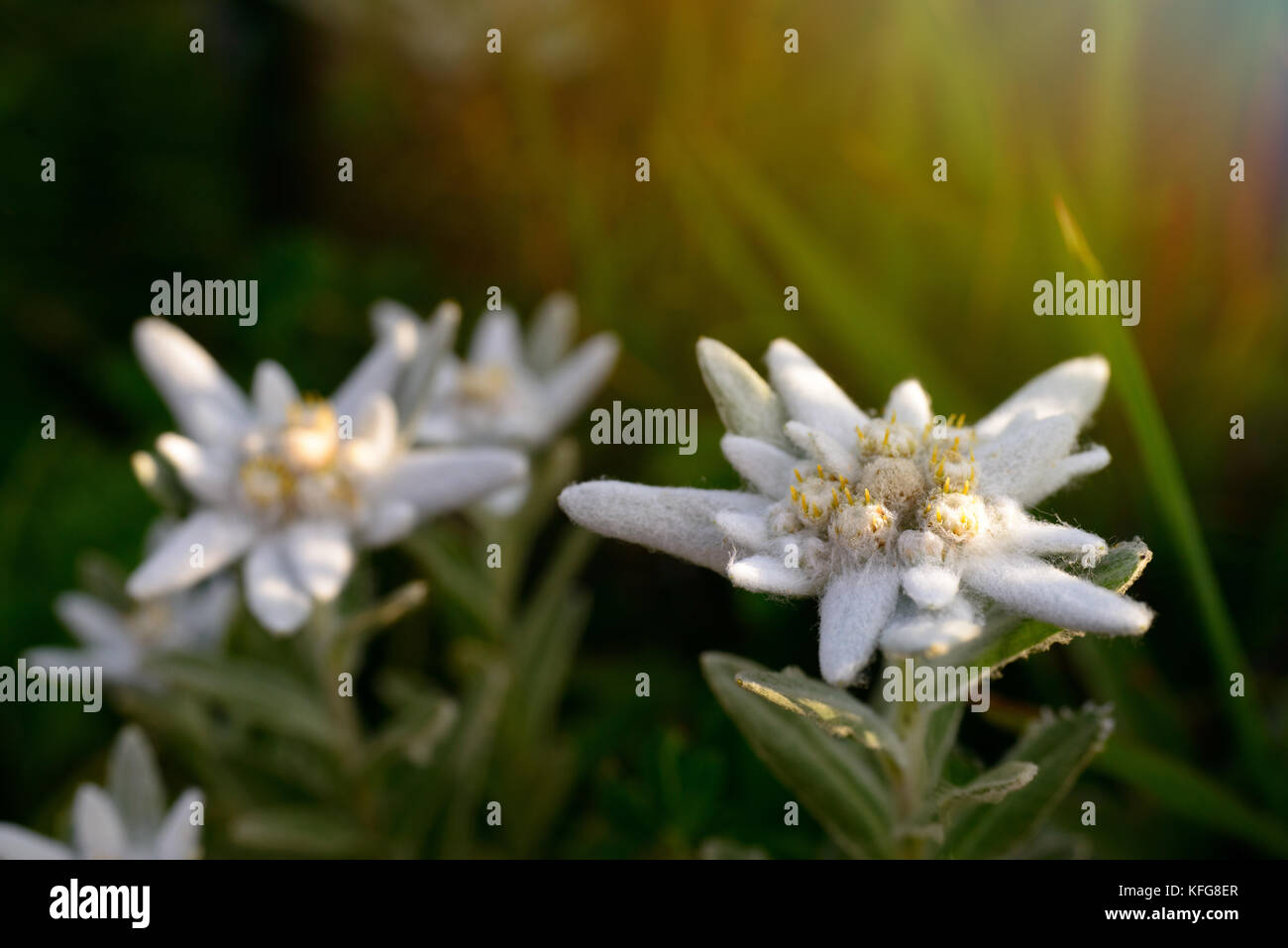 Beautiful Edelweiss blooming at summer evening mountains Stock Photo