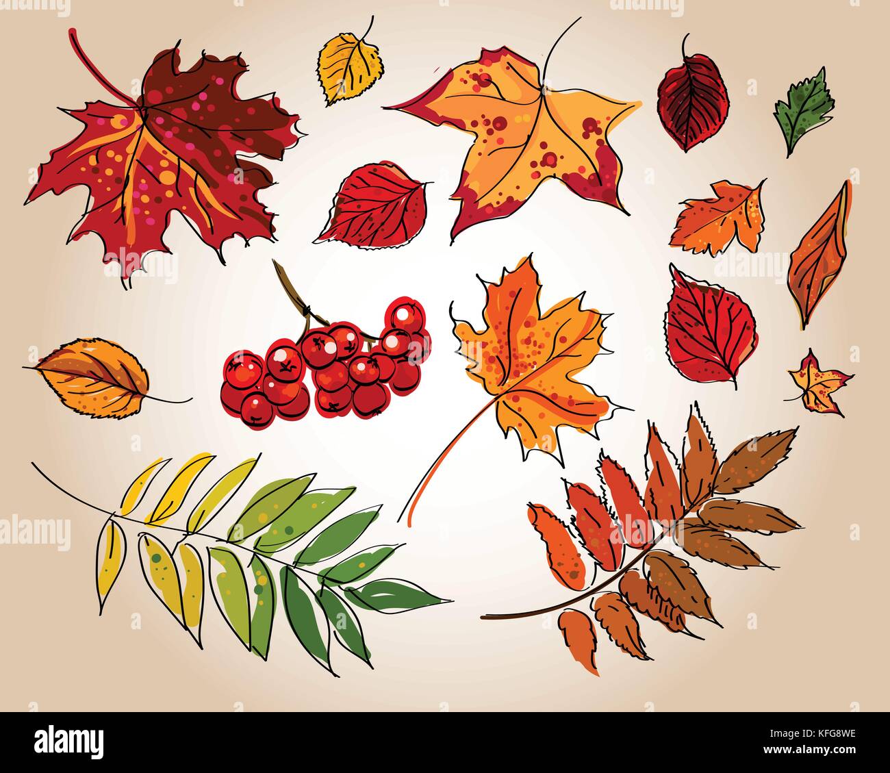 Set of colorful autumn leaves Stock Vector