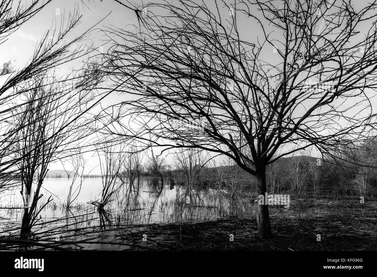 Tree branches frame view Black and White Stock Photos & Images - Alamy
