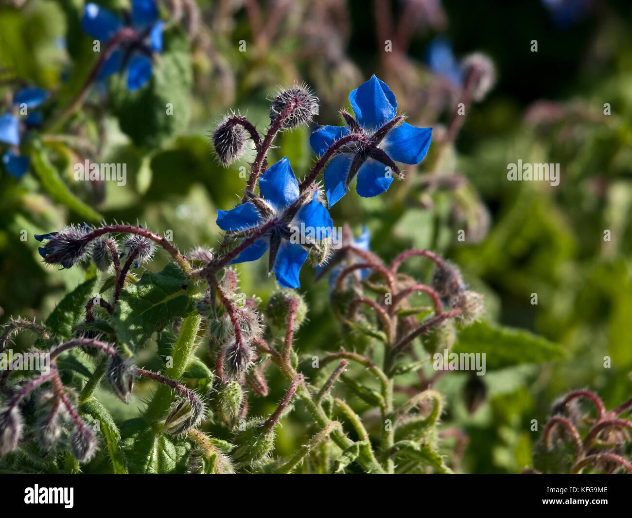 The Common Borage grows in the wild in Malta and is a source of ...