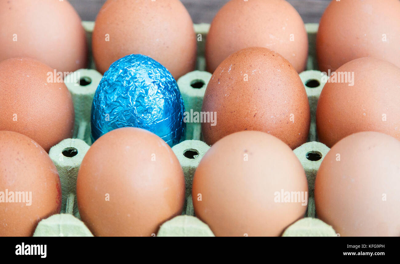 Blue egg souronded by blank brown eggs. Stock Photo
