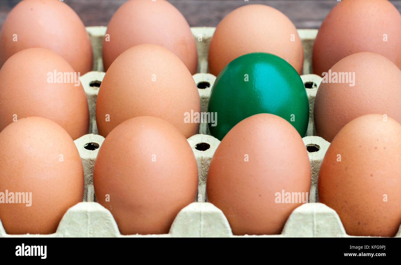Green egg souronded by blank brown eggs. Stock Photo