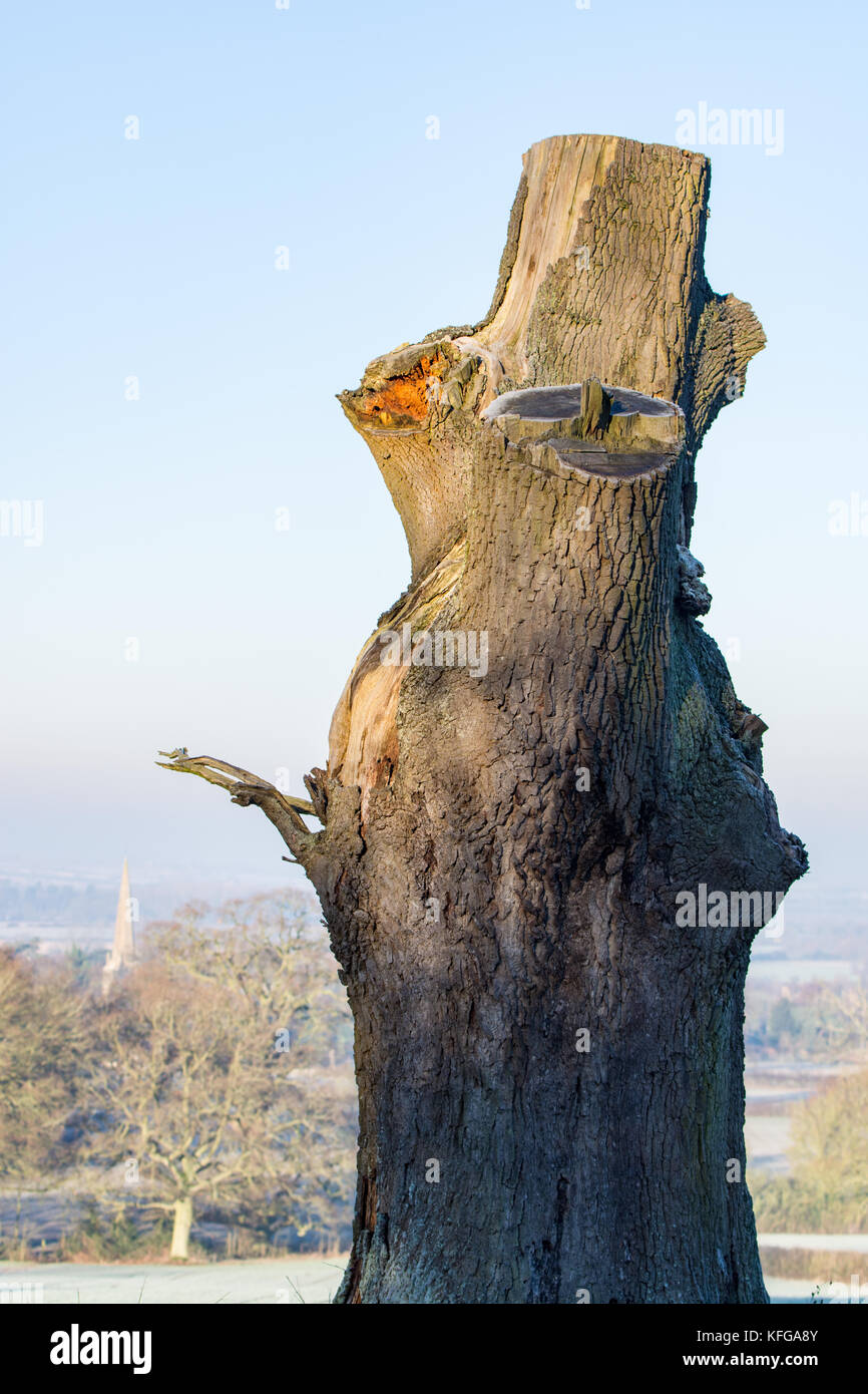 Old dead tree in winter landscape with church in the background Stock Photo