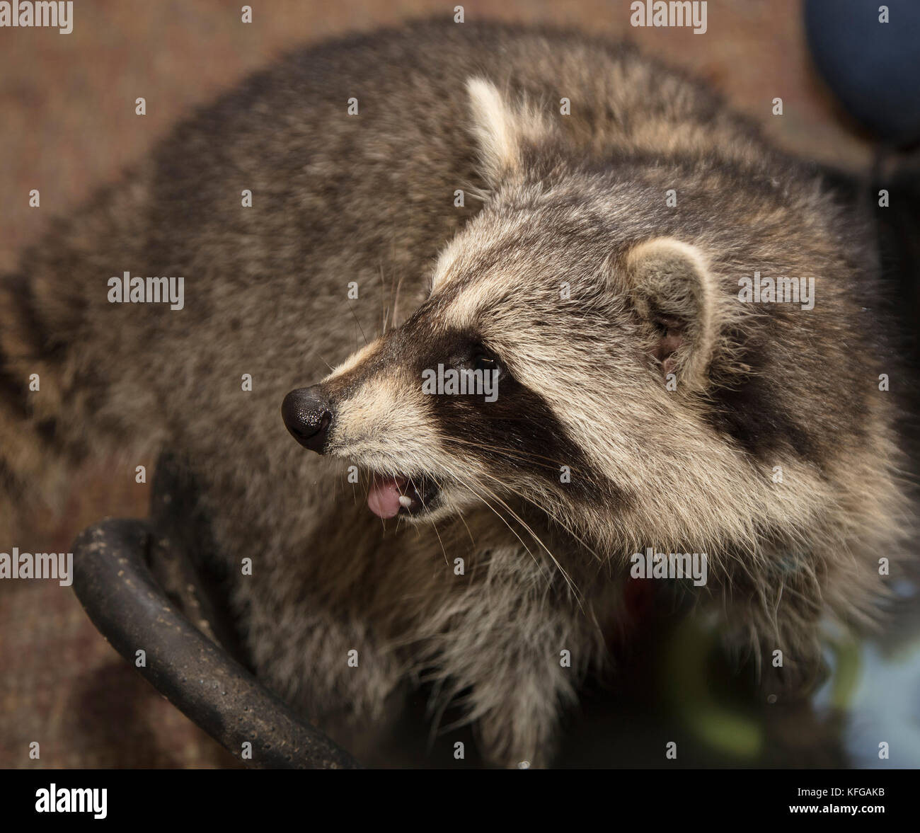 Raccoon or Racoon Stock Photo
