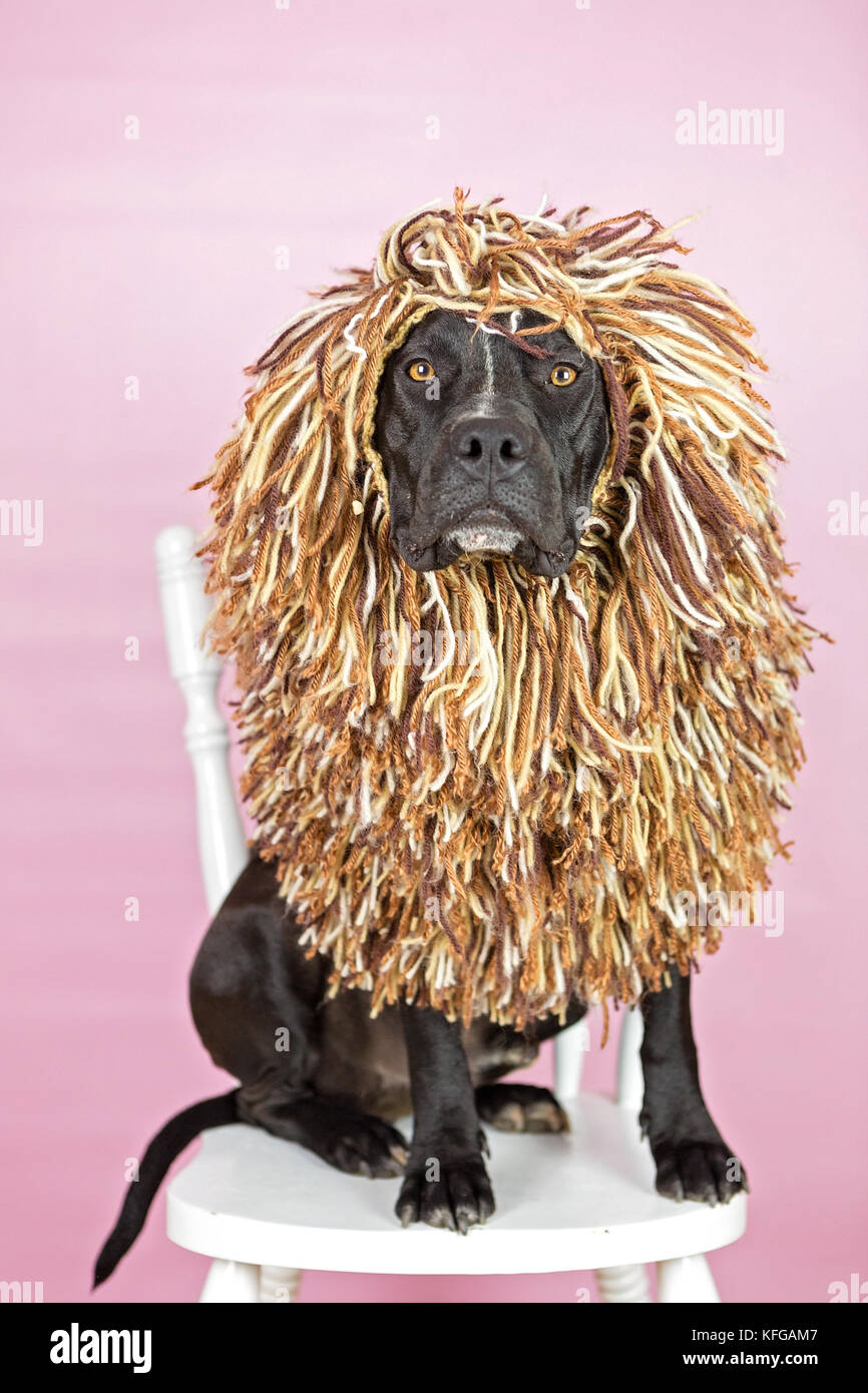 Dog dressed up in costumes Stock Photo Alamy