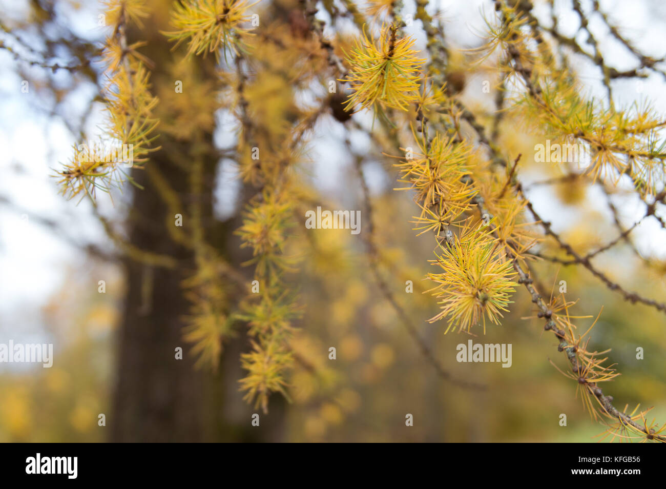 Yellow needles of an evergreen pine tree with cones in autumn