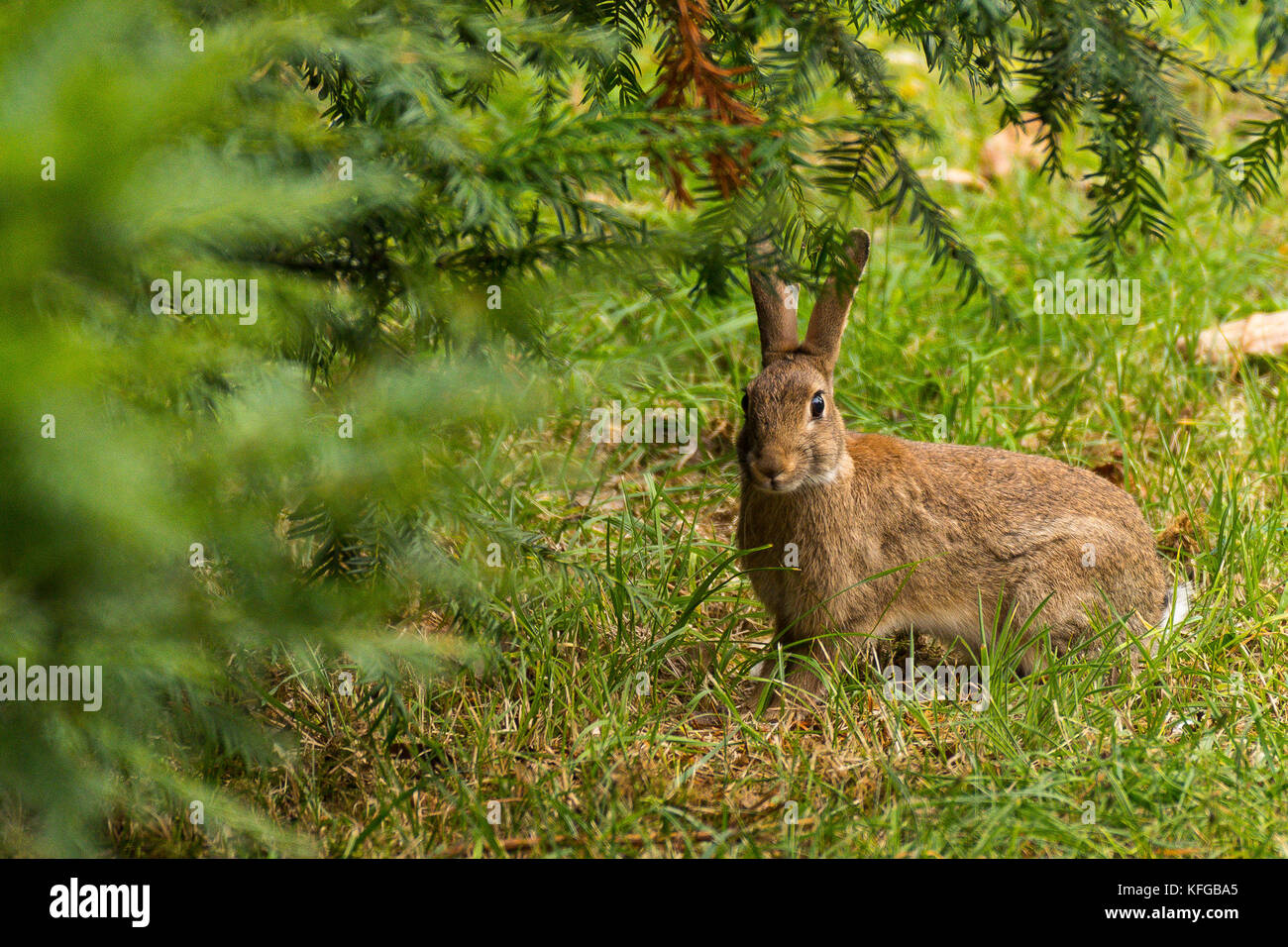 Wild rabbit in the grass Stock Photo Alamy